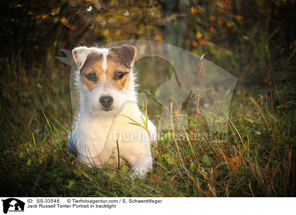 Parson Russell Terrier im Gegenlicht / Parson Russell Terrier Portrait in backlight / SS-33548