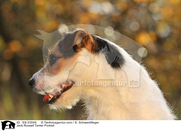 Parson Russell Terrier Portrait / Parson Russell Terrier Portrait / SS-33549