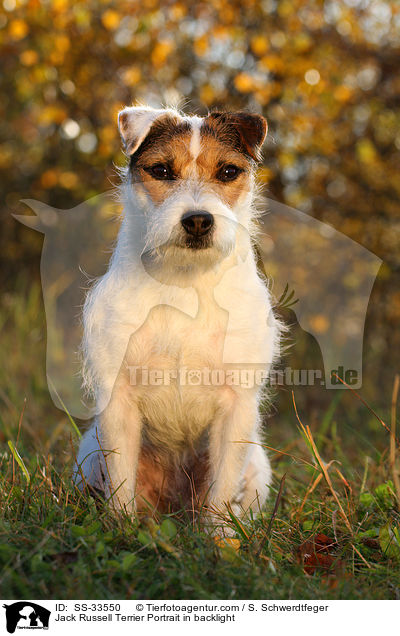 Parson Russell Terrier im Gegenlicht / Parson Russell Terrier Portrait in backlight / SS-33550