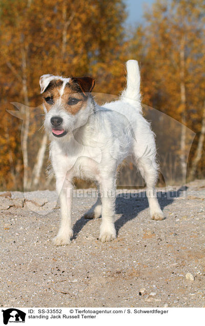 stehender Parson Russell Terrier / standing Parson Russell Terrier / SS-33552