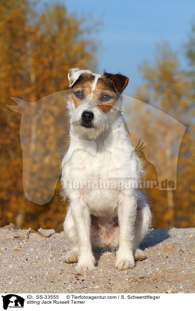 sitzender Parson Russell Terrier / sitting Parson Russell Terrier / SS-33555