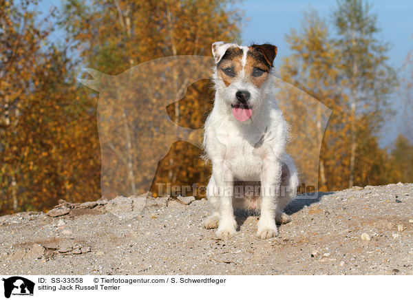 sitzender Parson Russell Terrier / sitting Parson Russell Terrier / SS-33558