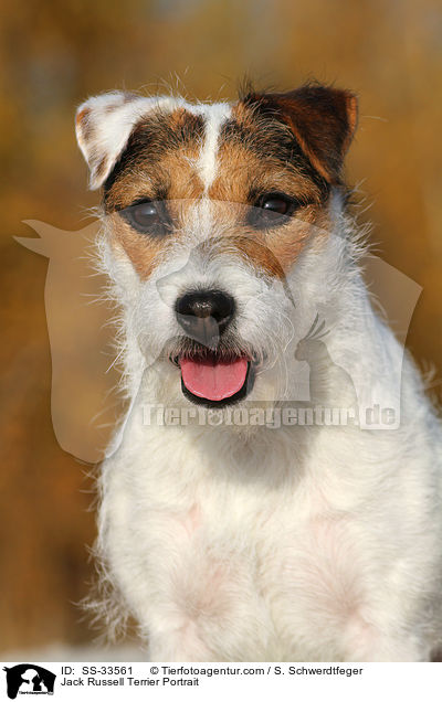 Parson Russell Terrier Portrait / Parson Russell Terrier Portrait / SS-33561