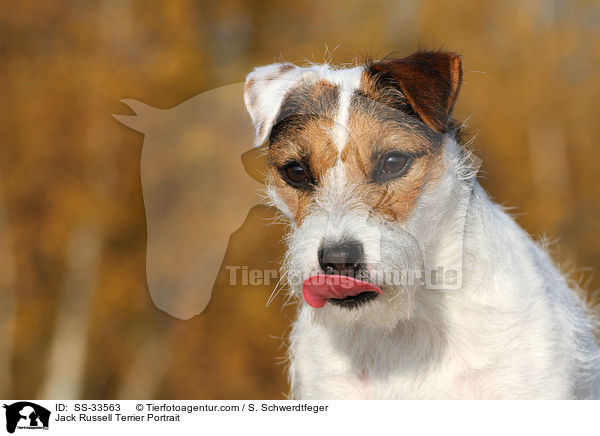 Parson Russell Terrier Portrait / Parson Russell Terrier Portrait / SS-33563