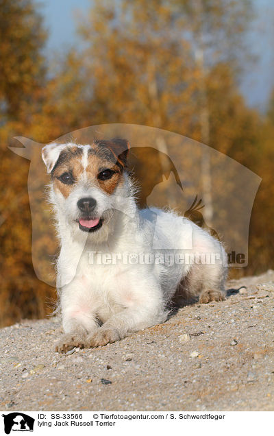 liegender Parson Russell Terrier / lying Parson Russell Terrier / SS-33566