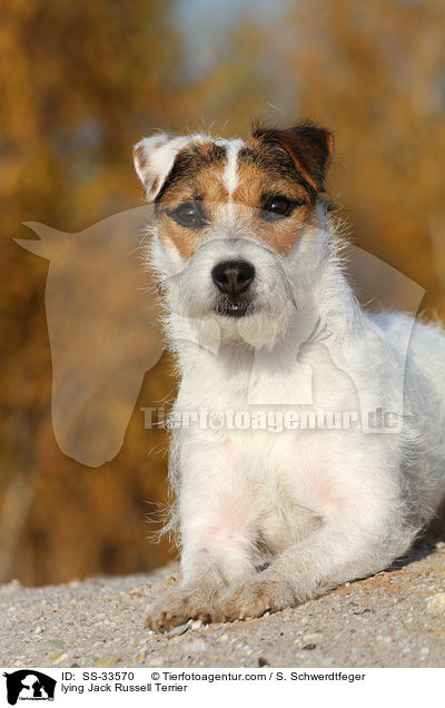 liegender Parson Russell Terrier / lying Parson Russell Terrier / SS-33570