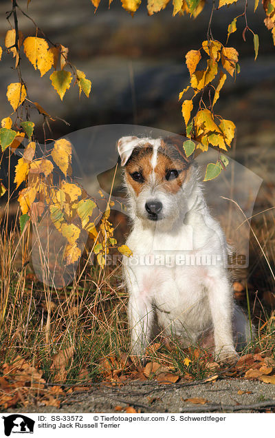 sitzender Parson Russell Terrier / sitting Parson Russell Terrier / SS-33572