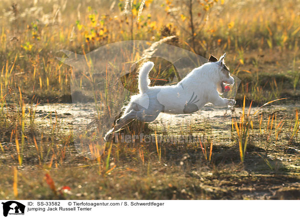 springender Parson Russell Terrier / jumping Parson Russell Terrier / SS-33582