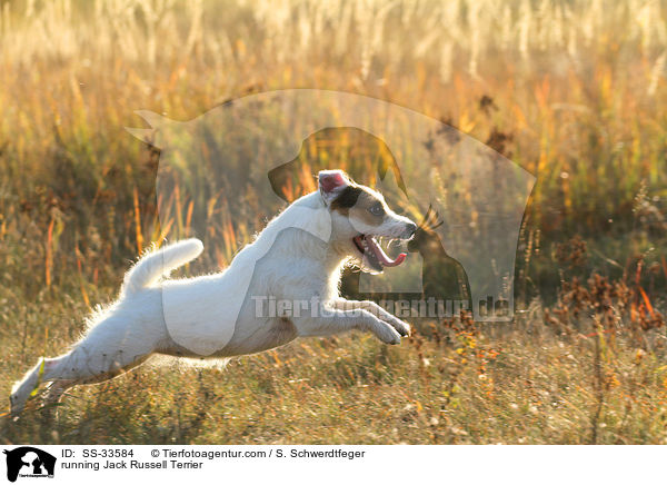 rennender Parson Russell Terrier / running Parson Russell Terrier / SS-33584