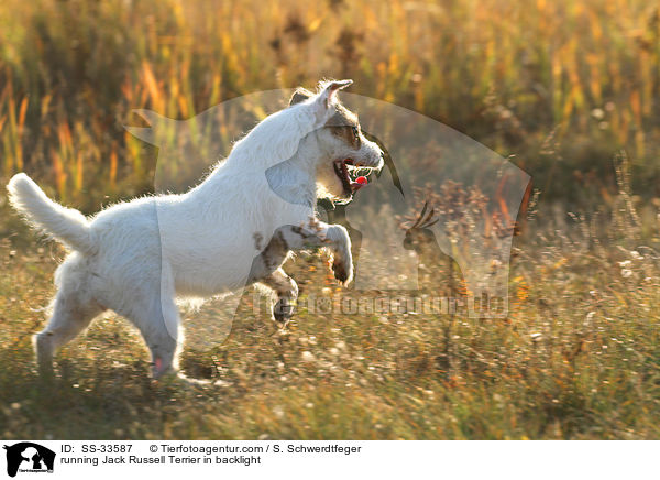 rennender Parson Russell Terrier im Gegenlicht / running Parson Russell Terrier in backlight / SS-33587