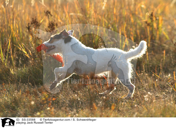 spielender Parson Russell Terrier / playing Parson Russell Terrier / SS-33588