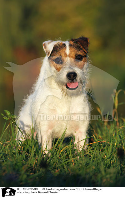 stehender Parson Russell Terrier / standing Parson Russell Terrier / SS-33590