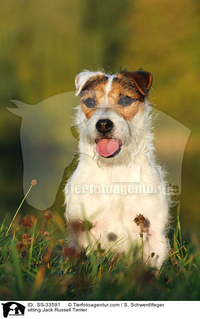 sitzender Parson Russell Terrier / sitting Parson Russell Terrier / SS-33591