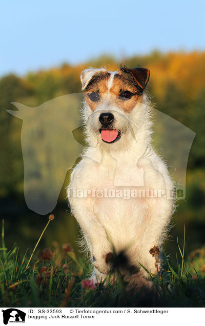 Parson Russell Terrier macht Mnnchen / begging Parson Russell Terrier / SS-33593