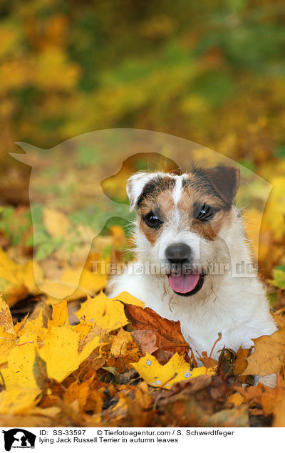 liegender Parson Russell Terrier in Herbstlaub / lying Parson Russell Terrier in autumn leaves / SS-33597