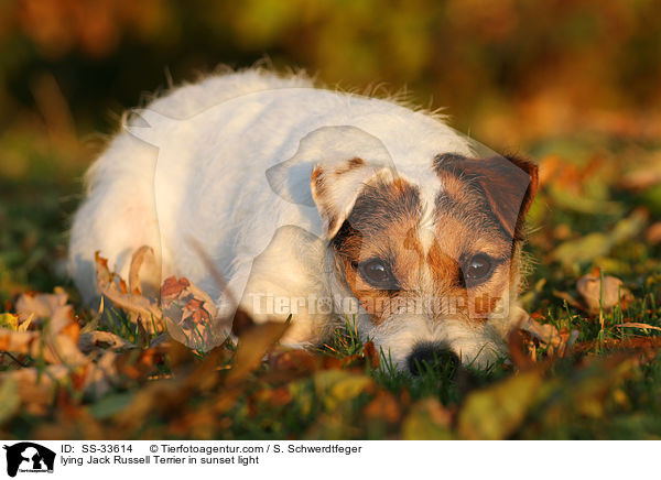lying Jack Russell Terrier in sunset light / SS-33614