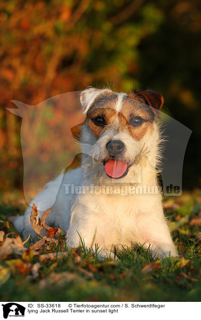 liegender Parson Russell Terrier im Abendlicht / lying Parson Russell Terrier in sunset light / SS-33618