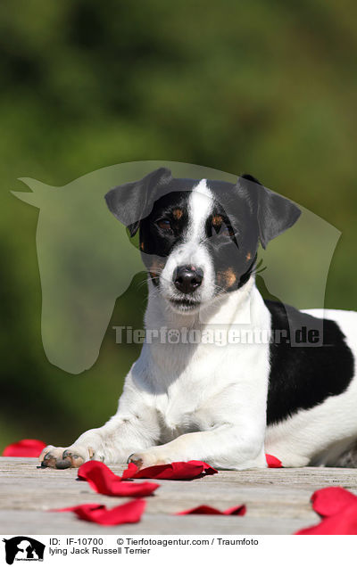 liegender Jack Russell Terrier / lying Jack Russell Terrier / IF-10700