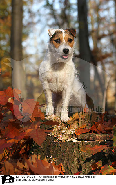 stehender Parson Russell Terrier / standing Parson Russell Terrier / SS-34221