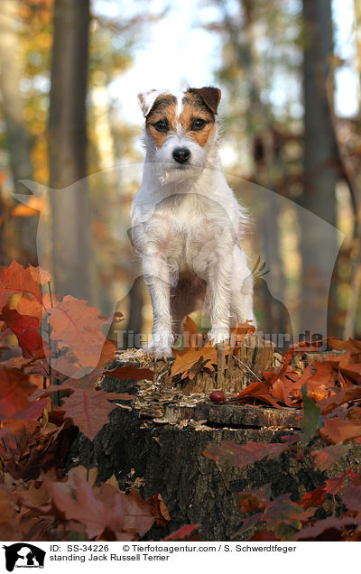 stehender Parson Russell Terrier / standing Parson Russell Terrier / SS-34226