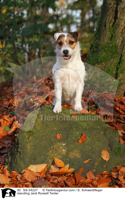 stehender Parson Russell Terrier / standing Parson Russell Terrier / SS-34227