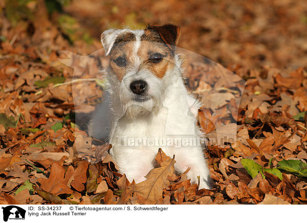 liegender Parson Russell Terrier / lying Parson Russell Terrier / SS-34237