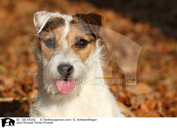 Parson Russell Terrier Portrait / Parson Russell Terrier Portrait / SS-34242