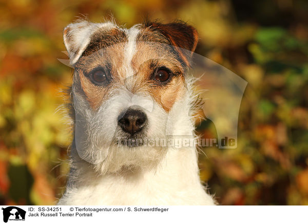 Parson Russell Terrier Portrait / Parson Russell Terrier Portrait / SS-34251