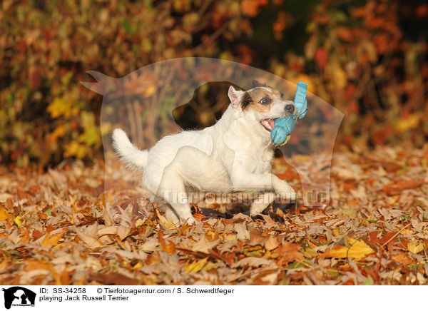 spielender Parson Russell Terrier / playing Parson Russell Terrier / SS-34258