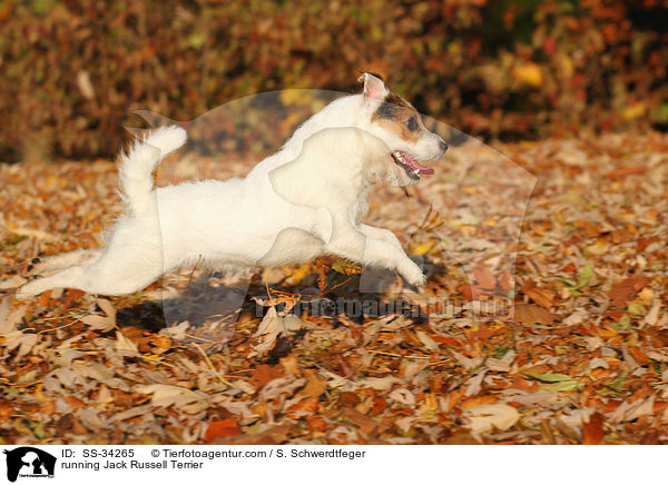 rennender Parson Russell Terrier / running Parson Russell Terrier / SS-34265