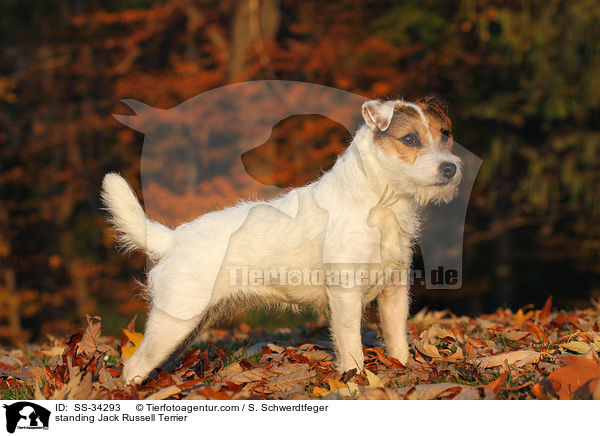 stehender Parson Russell Terrier / standing Parson Russell Terrier / SS-34293