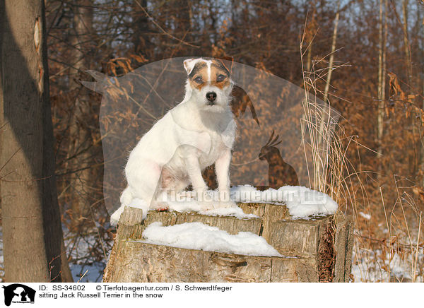 sitzender Parson Russell Terrier im Schnee / sitting Parson Russell Terrier in the snow / SS-34602