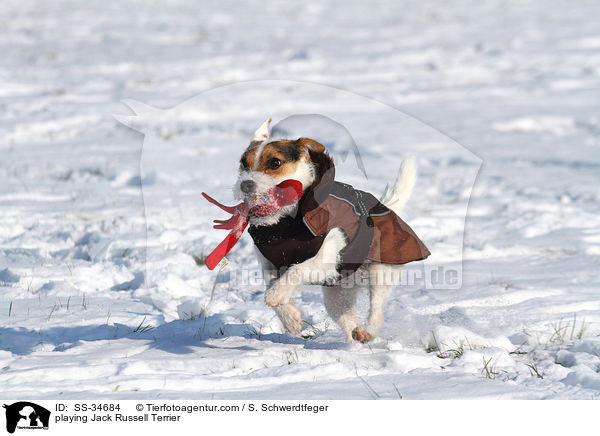 spielender Parson Russell Terrier / playing Parson Russell Terrier / SS-34684