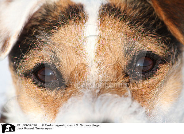 Jack Russell Terrier eyes / SS-34696