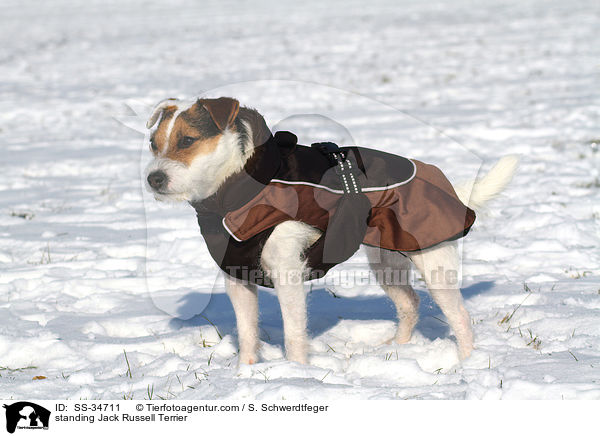 stehender Parson Russell Terrier / standing Parson Russell Terrier / SS-34711