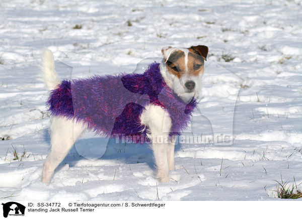 stehender Parson Russell Terrier / standing Parson Russell Terrier / SS-34772