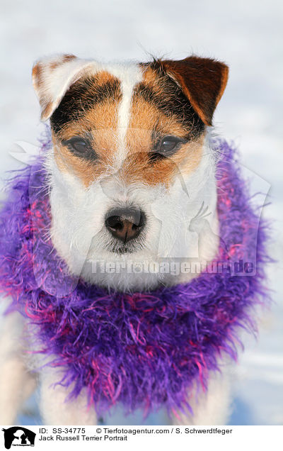 Parson Russell Terrier Portrait / Parson Russell Terrier Portrait / SS-34775