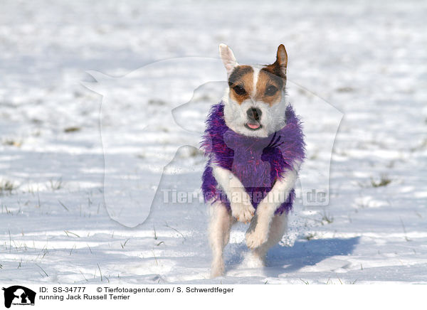 rennender Parson Russell Terrier / running Parson Russell Terrier / SS-34777