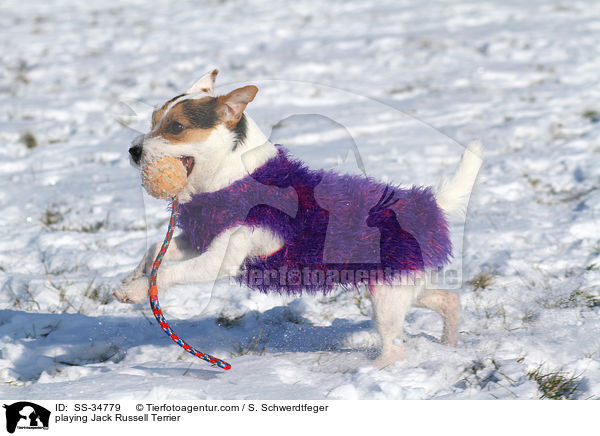 spielender Parson Russell Terrier / playing Parson Russell Terrier / SS-34779