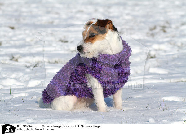 sitzender Parson Russell Terrier / sitting Parson Russell Terrier / SS-34780