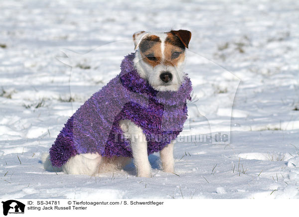 sitzender Parson Russell Terrier / sitting Parson Russell Terrier / SS-34781