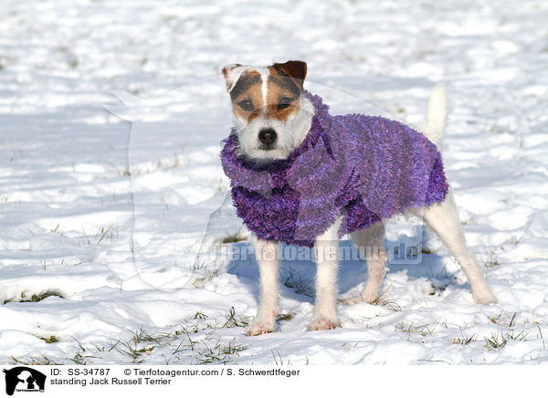 stehender Parson Russell Terrier / standing Parson Russell Terrier / SS-34787