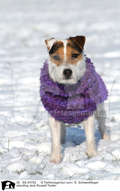 stehender Parson Russell Terrier / standing Parson Russell Terrier / SS-34792