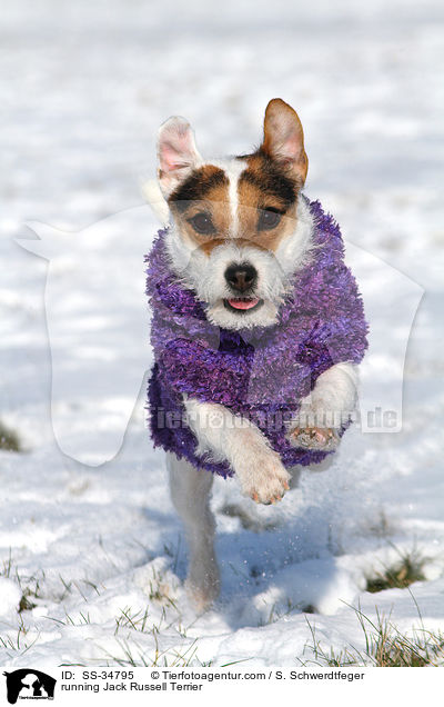 rennender Parson Russell Terrier / running Parson Russell Terrier / SS-34795