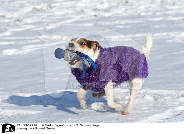 spielender Parson Russell Terrier / playing Parson Russell Terrier / SS-34796