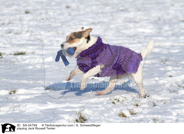 spielender Parson Russell Terrier / playing Parson Russell Terrier / SS-34799