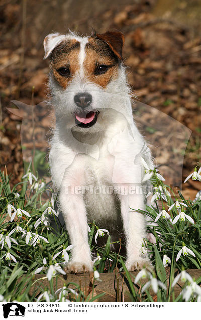 sitzender Parson Russell Terrier / sitting Parson Russell Terrier / SS-34815