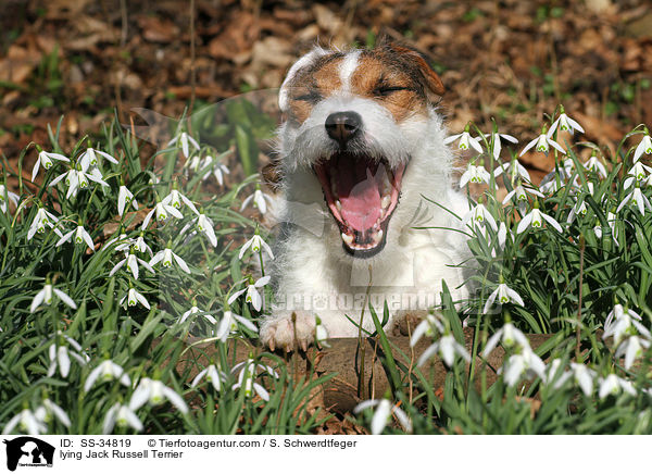 liegender Parson Russell Terrier / lying Parson Russell Terrier / SS-34819
