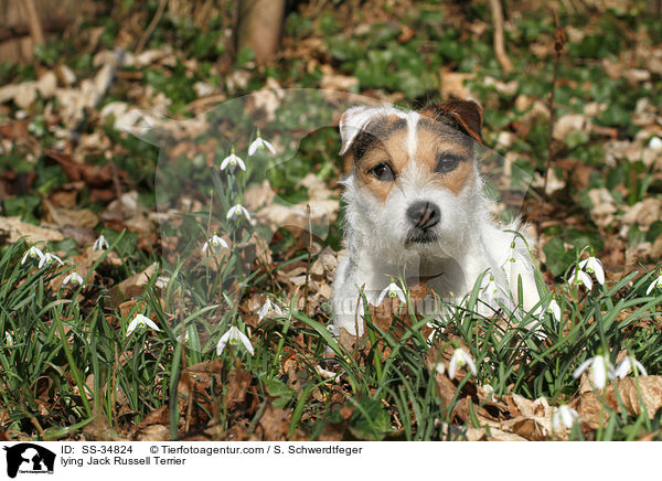 liegender Parson Russell Terrier / lying Parson Russell Terrier / SS-34824