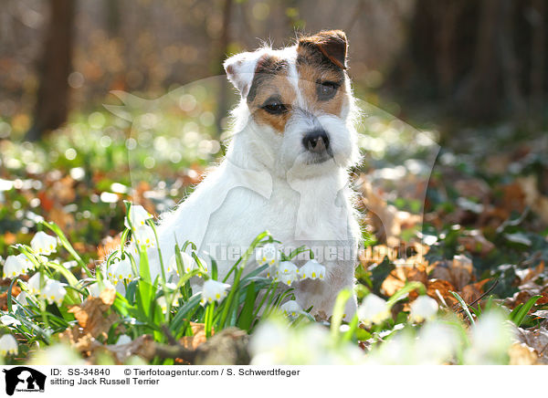 sitzender Parson Russell Terrier / sitting Parson Russell Terrier / SS-34840